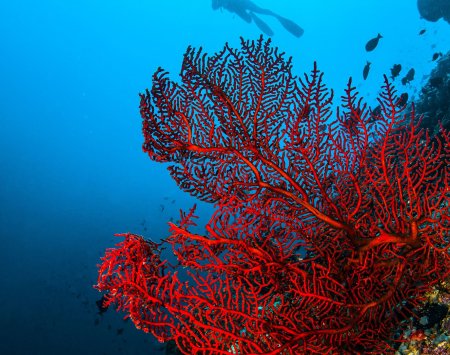 Reef friendly sunscreen