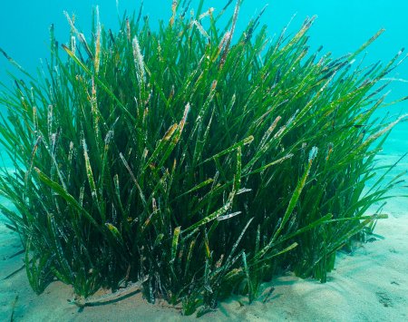 posidonia oceanica